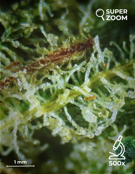 white widow zoom 500x white widow zoom 500x