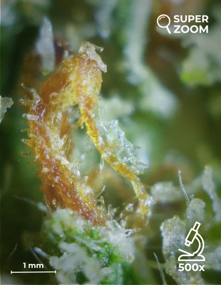 white widow zoom 2000x white widow zoom 2000x