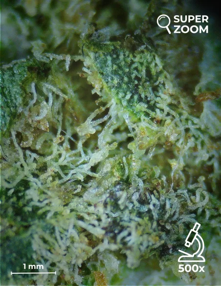 zkittlez zoom 500x zkittlez zoom 500x