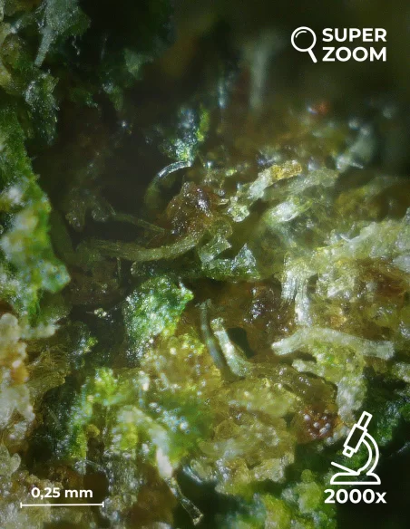 zkittlez zoom 2000x zkittlez zoom 2000x