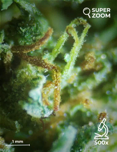orange bud zoom 500x orange bud zoom 500x