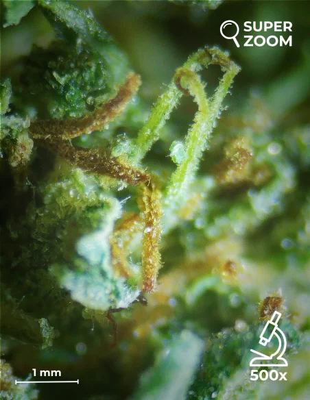 orange bud zoom 500x orange bud zoom 500x
