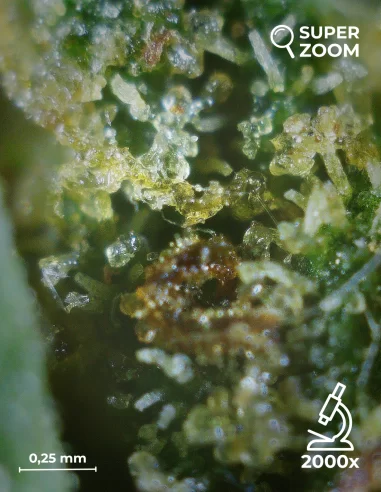orange bud zoom 2000x orange bud zoom 2000x