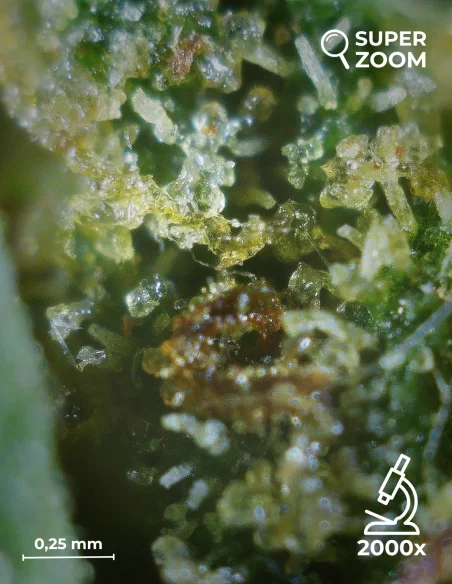 orange bud zoom 2000x orange bud zoom 2000x