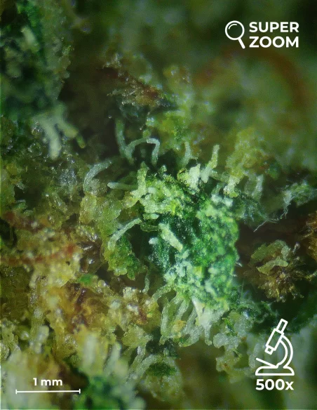 super skunk zoom 500x