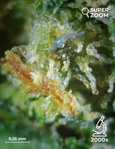super skunk zoom 2000x super skunk zoom 2000x