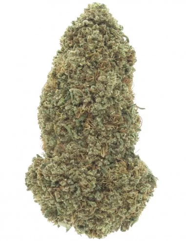mimosa mimosa