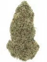 mimosa