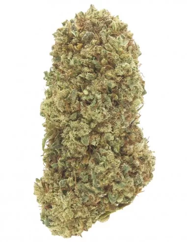 lemon haze infiorescenza lemon haze infiorescenza