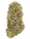 lemon haze infiorescenza