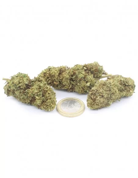 lemon haze infiorescenza lemon haze infiorescenza