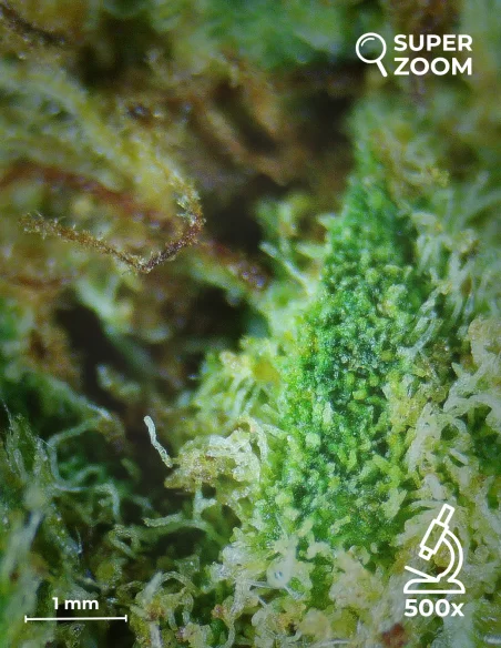 lemon haze zoom 500x lemon haze zoom 500x