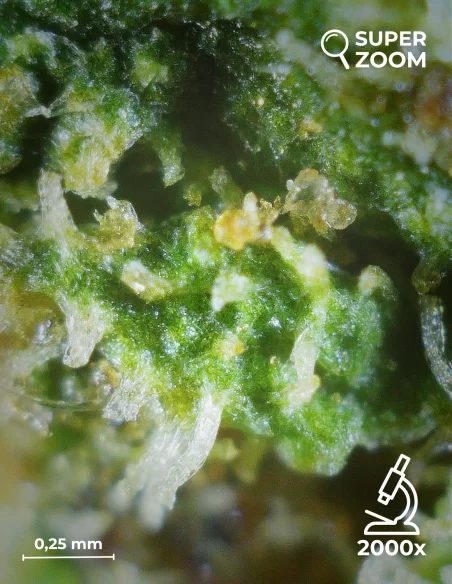 lemon haze zoom 2000x lemon haze zoom 2000x