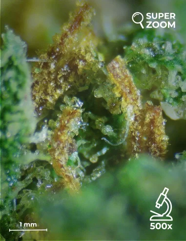 mimosa zoom 500x mimosa zoom 500x