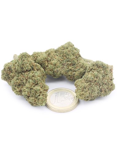 copy of Pineapple Express copy of Pineapple Express