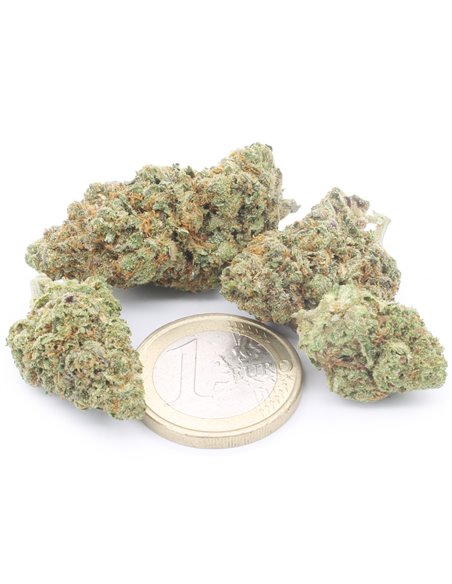 copy of Gelato 41 copy of Gelato 41
