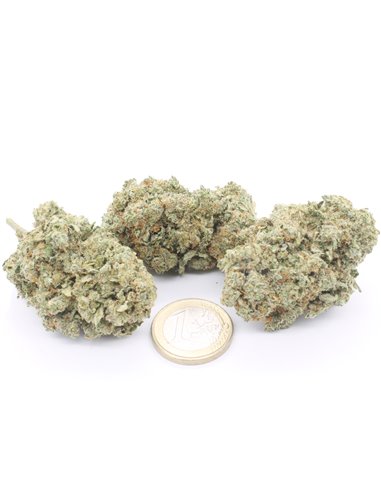 northern lights northern lights