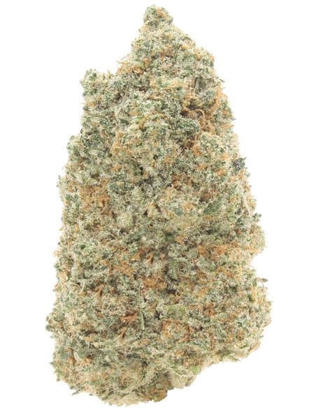 northern lights northern lights