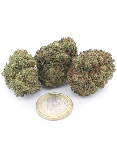 CRITICAL CRITICAL