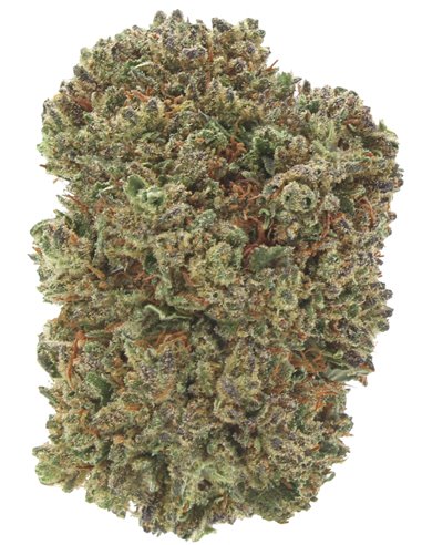 CRITICAL CRITICAL