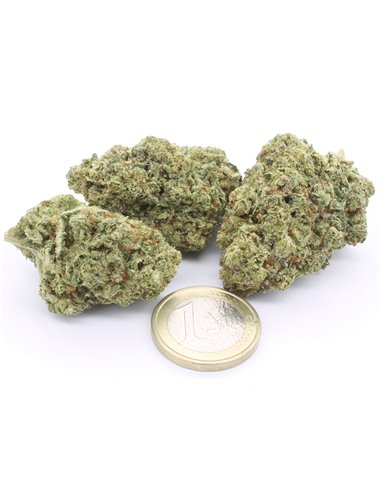 gorilla glue gorilla glue