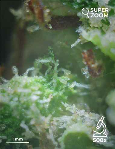 gorilla glue gorilla glue