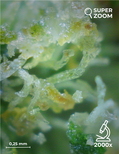 gorilla glue gorilla glue