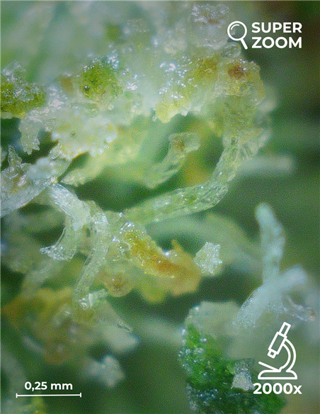gorilla glue gorilla glue