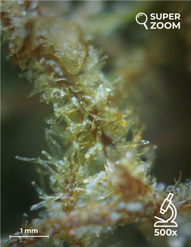 blue dream blue dream