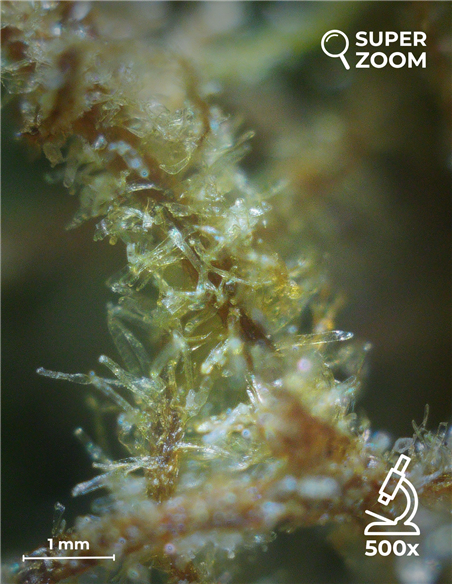 blue dream blue dream