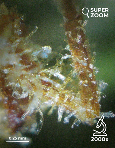 blue dream blue dream