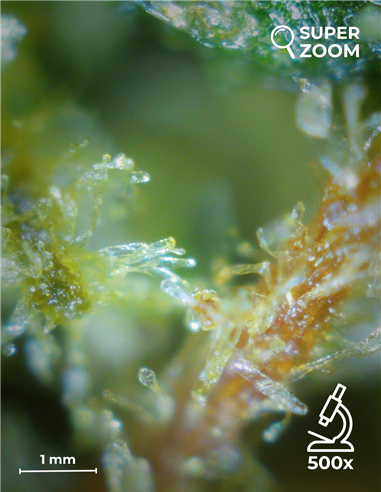 super silver haze super silver haze
