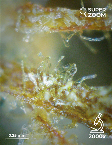 super silver haze super silver haze