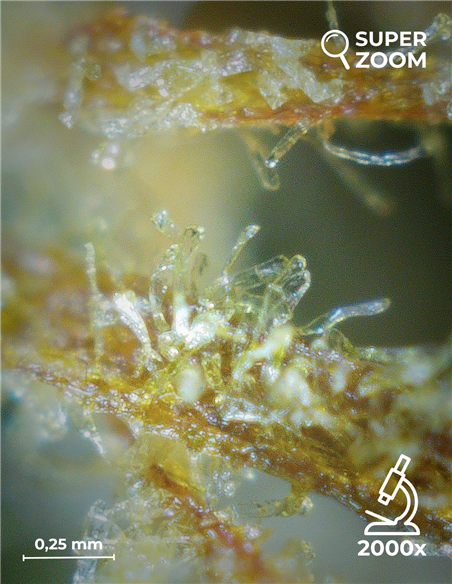 super silver haze super silver haze