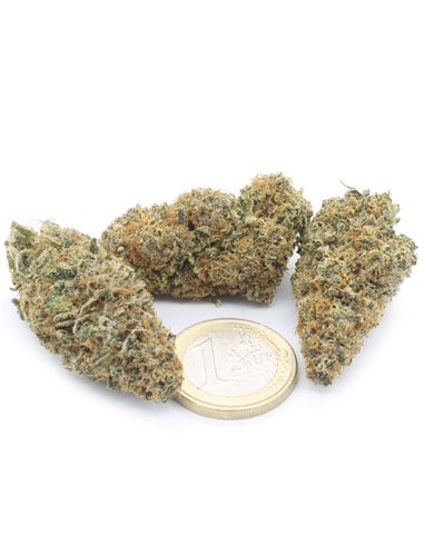 super silver haze super silver haze