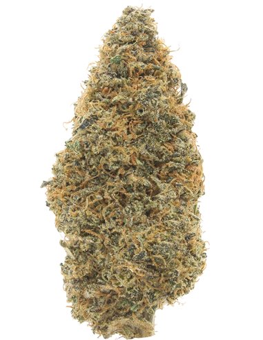 super silver haze super silver haze